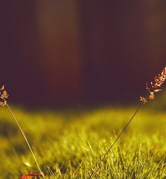 la voluntad de soltar