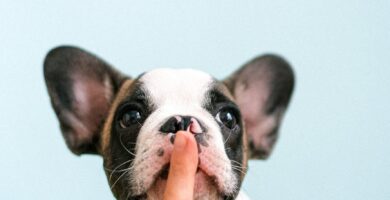 white and black french bulldog