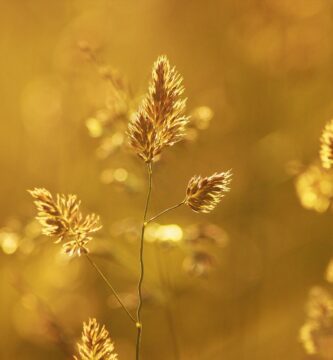 close up of wheat plant during sunset
