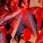 red and brown plant leaf in closeup photo