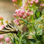 summer sun garden park