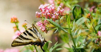 summer sun garden park